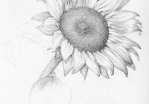 300x210 Drawing Of Realistic Flowers Beautiful Flower Drawings - Realistic Flowers Drawing