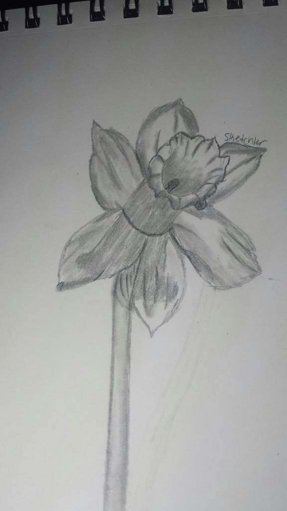 576x1024 First Realistic Flower Drawing Arts And Ocs Amino - Realistic Flowers Drawing