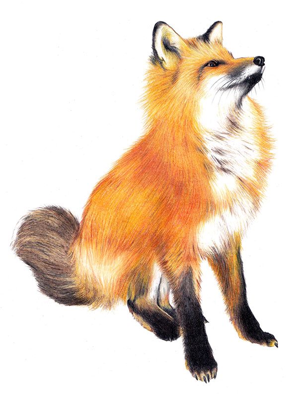 596x800 Fox - Realistic Fox Drawing