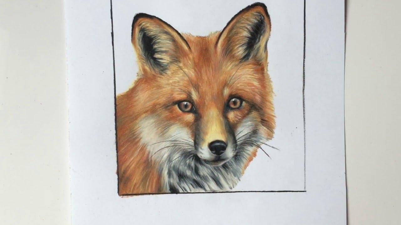 1280x720 Fox Colored Pencil Drawing - Realistic Fox Drawing