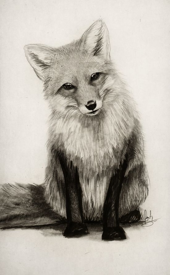 550x890 Fox Say What! Art Print Artwork - Realistic Fox Drawing