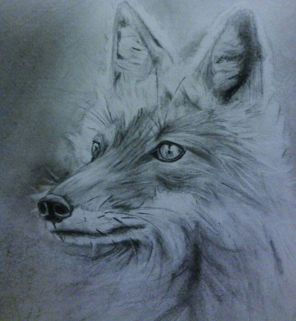 Realistic Fox Drawing at PaintingValley.com | Explore collection of ...