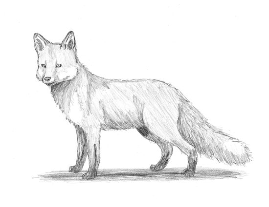 550x425 How To Draw A Fox - Realistic Fox Drawing