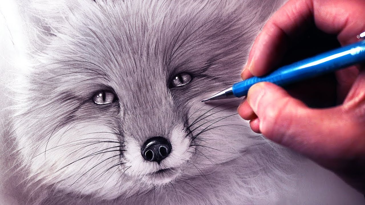 1280x720 How To Draw A Fox - Realistic Fox Drawing