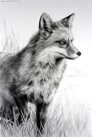 300x447 animals in art in scratchboard - Realistic Fox Drawing