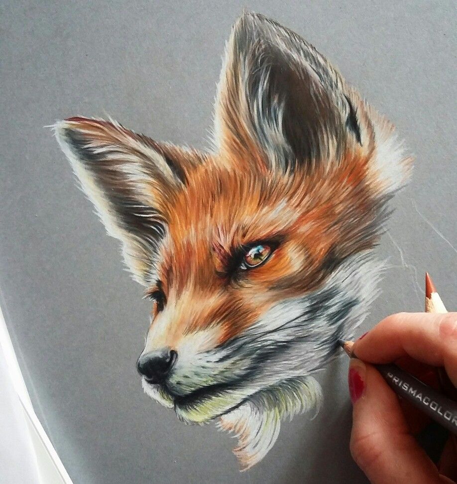 Realistic Fox Drawing at Explore