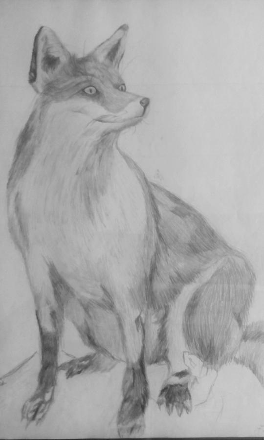 540x900 Realistic Fox Drawing Drawing - Realistic Fox Drawing