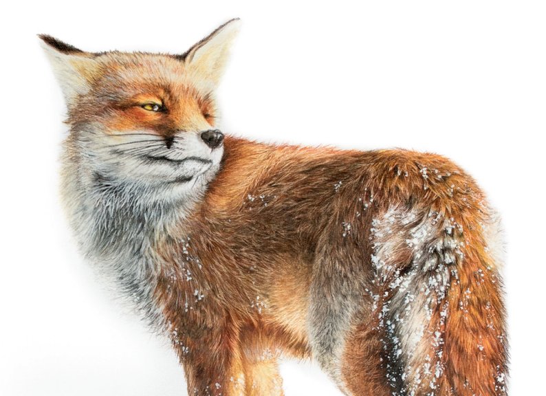 Realistic Fox Drawing at Explore collection of