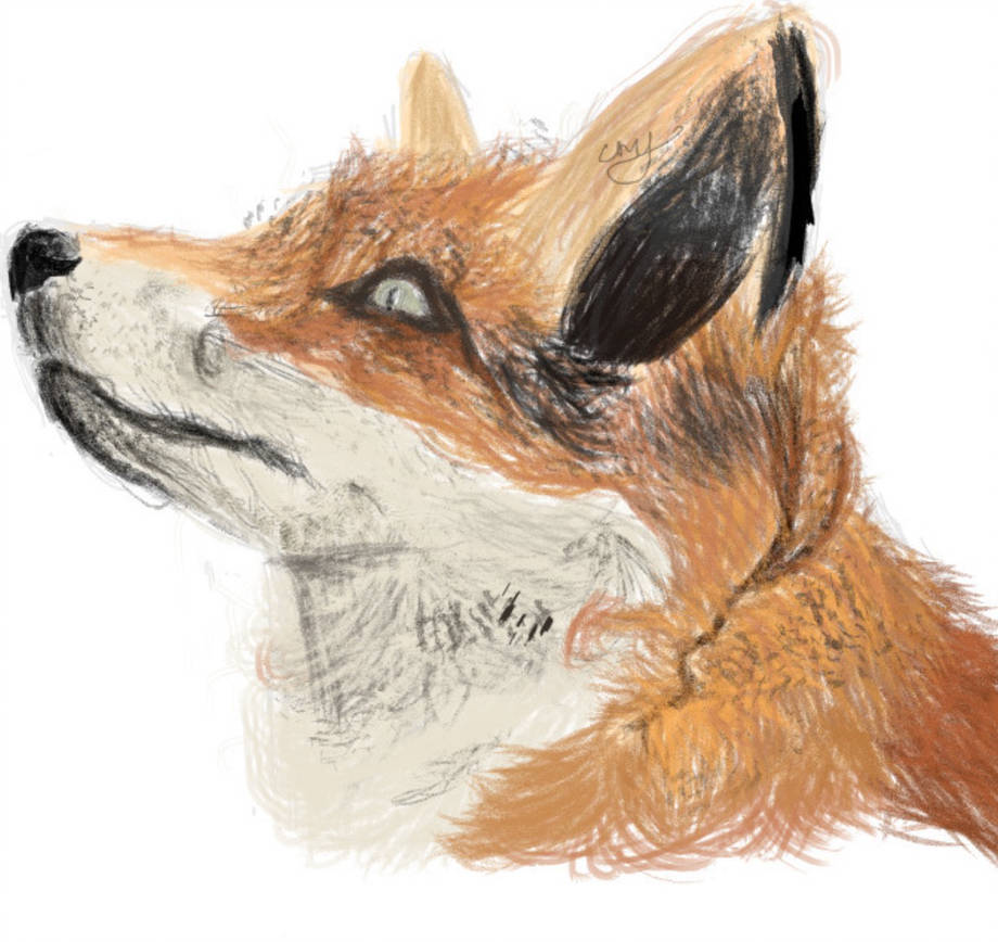 Realistic Fox Drawing at PaintingValley.com | Explore collection of ...
