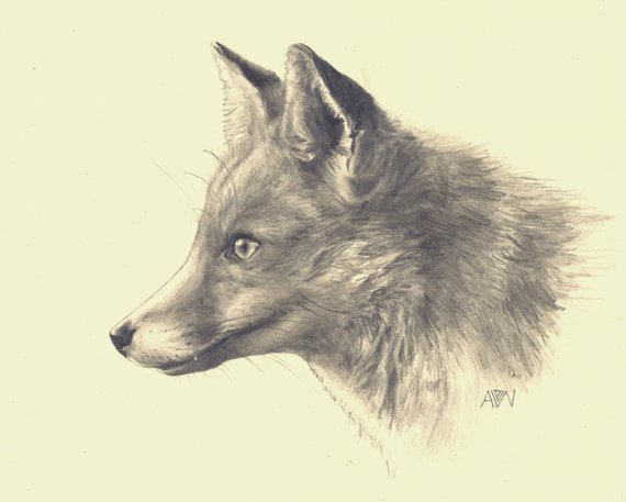 570x457 Red Fox Print From Original Pencil Drawing Realistic Fox Etsy - Realistic Fox Drawing