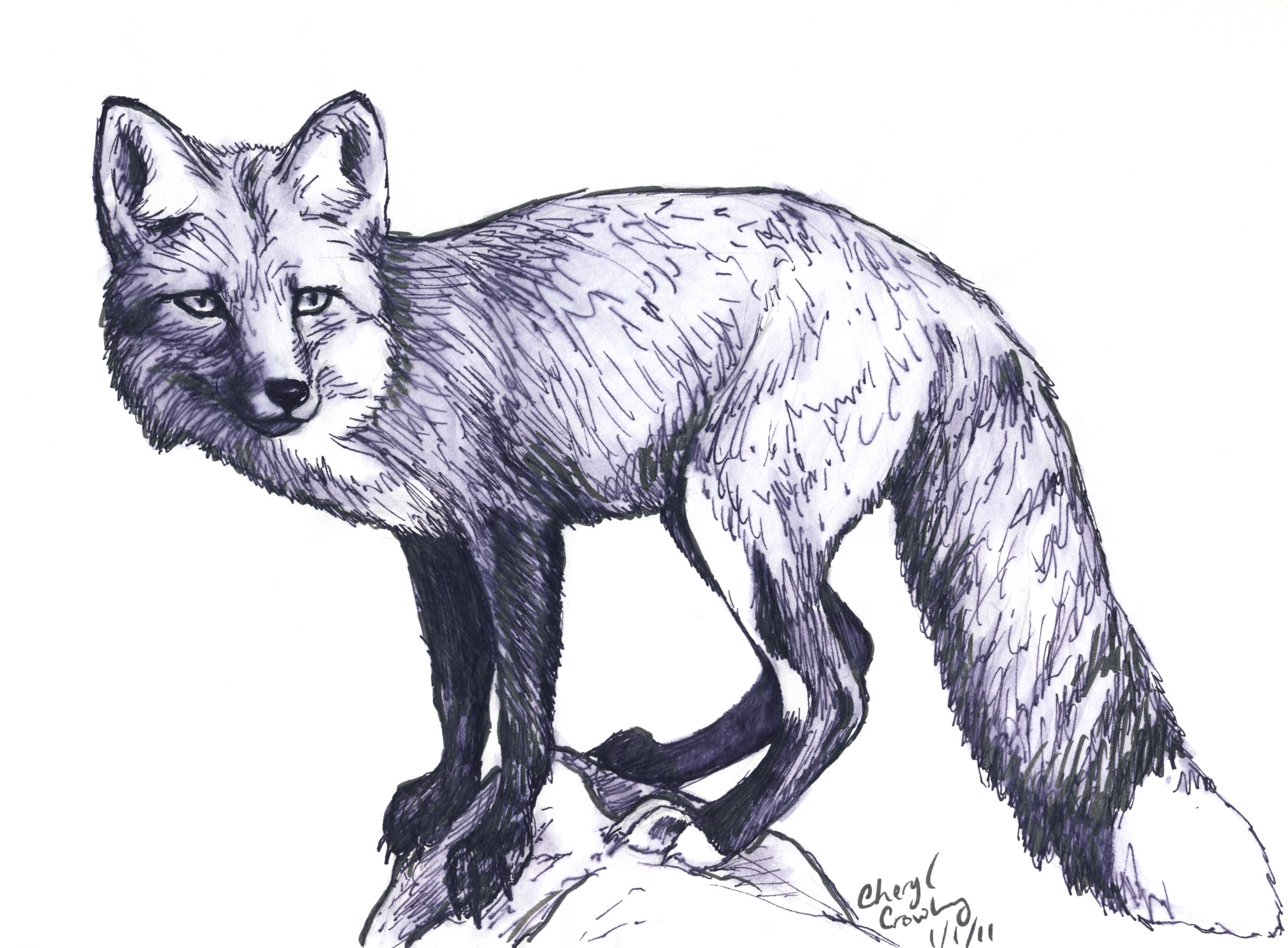 2816x2072 Red Fox Sketches - Realistic Fox Drawing