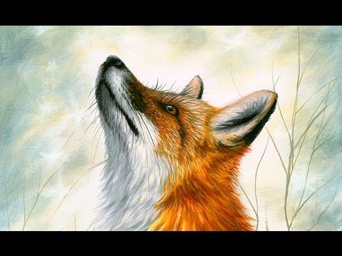 480x360 Acrylic Speed Painting Realistic Red Fox Drawing - Realistic Fox Drawing