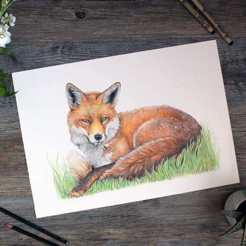 794x794 beautiful realistic fox drawing wildlife art etsy - Realistic Fox Drawing
