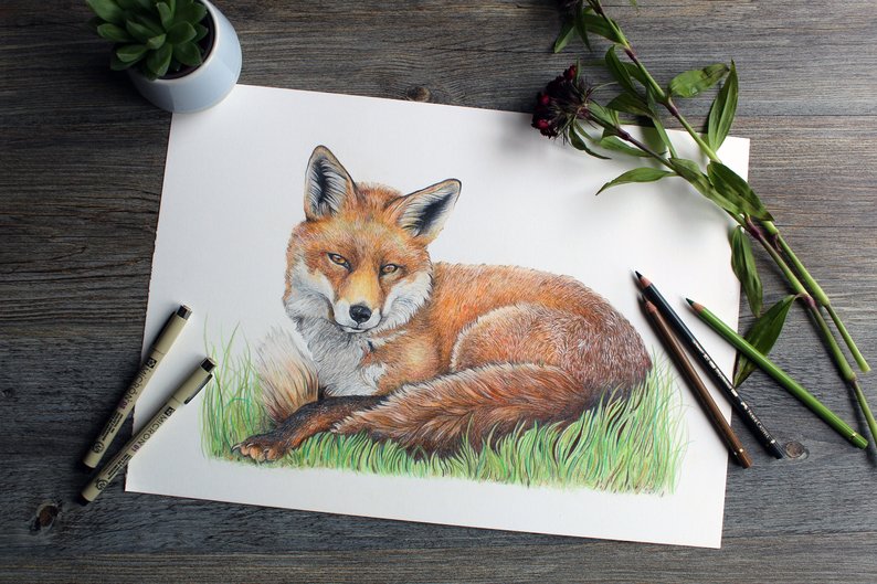 794x529 Beautiful Realistic Original Fox Drawing Etsy - Realistic Fox Drawing