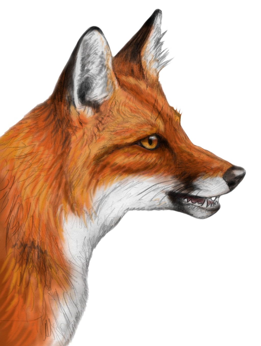 1024x1359 Collection Of Free Drawing Fox Realistic Download On Ui Ex - Realistic Fox Drawing