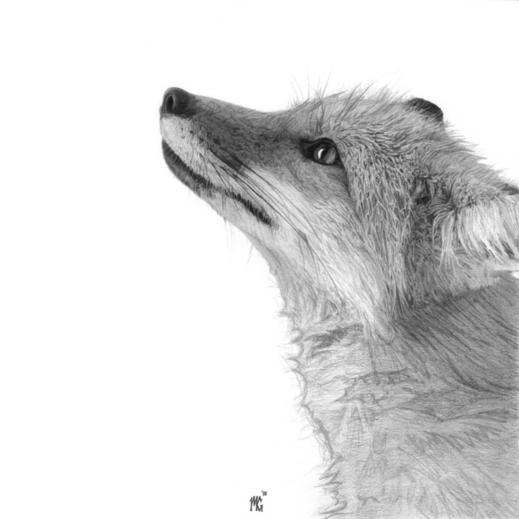 750x750 Design Stack A Blog About Art, Design And Architecture Realistic - Realistic Fox Drawing