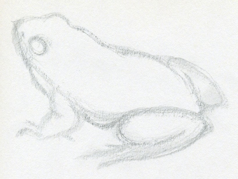 819x617 How To Draw A Frog Quickly - Realistic Frog Drawing