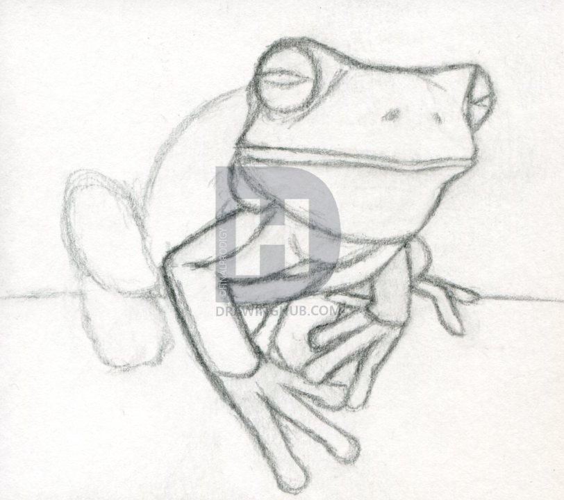 812x720 how to draw a realistic frog, white lipped tree frog, step - Realistic Frog Drawing