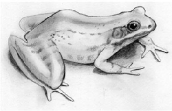 250x162 how to draw frogs drawing tutorials drawing how to draw - Realistic Frog Drawing