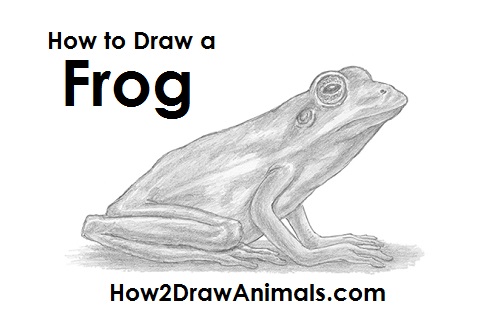 500x315 How To Draw A Frog - Realistic Frog Drawing