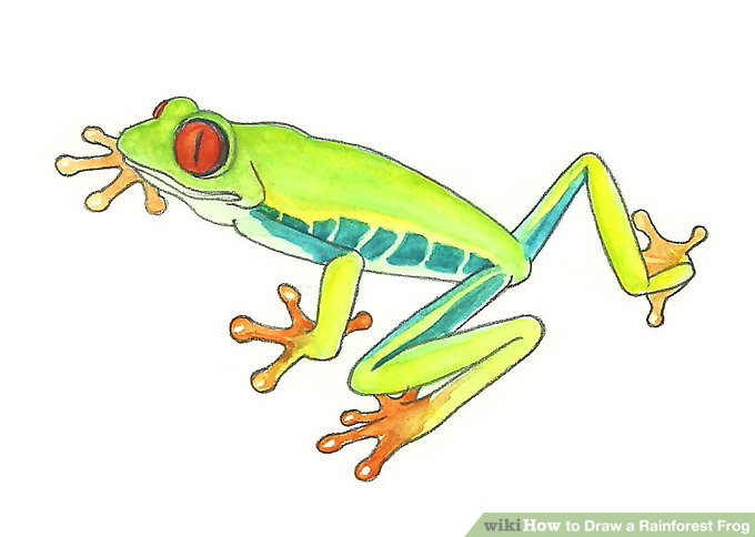 680x484 How To Draw A Rainforest Frog Steps - Realistic Frog Drawing