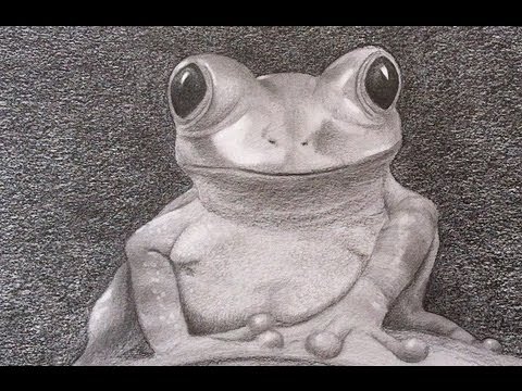 480x360 How To Draw A Realistic Frog - Realistic Frog Drawing
