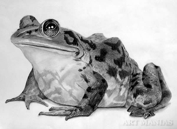 600x438 Pencil Drawing! Froggies Realistic Animal Drawings, Frog - Realistic Frog Drawing