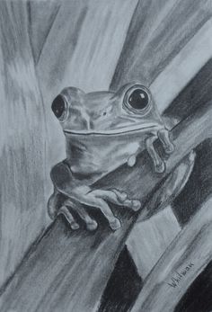236x347 best frogs images frogs, draw animals, drawing animals - Realistic Frog Drawing