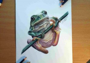 300x210 Realistic Frog Drawing - Realistic Frog Drawing