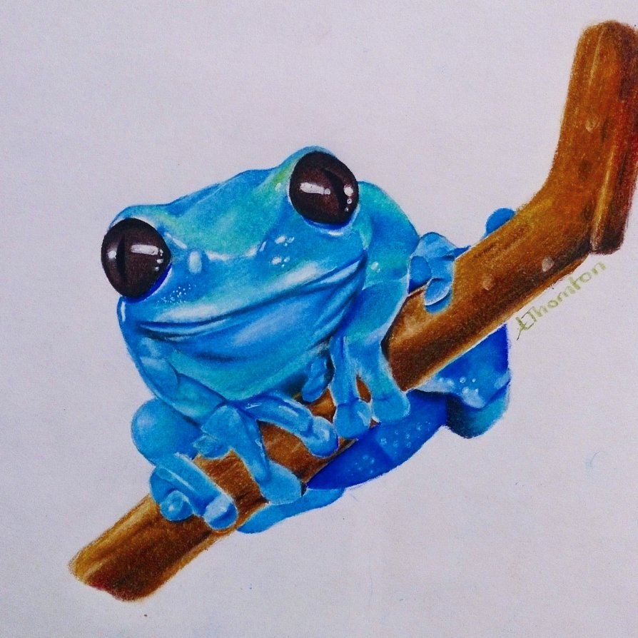 Realistic Frog Drawing at PaintingValley.com | Explore collection of ...
