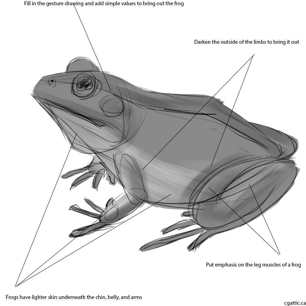 1000x1000 Realistic Frog Drawing In Steps With Photoshop - Realistic Frog Drawing