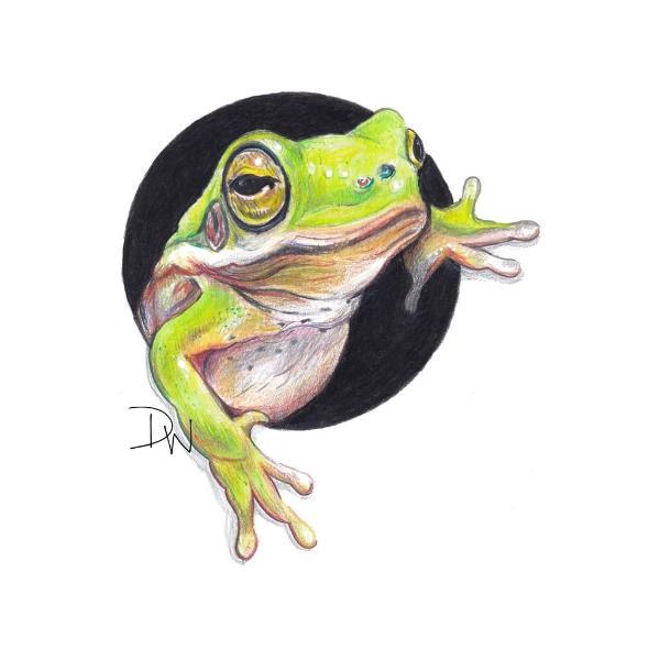 600x600 Realistic Tree Frog - Realistic Frog Drawing