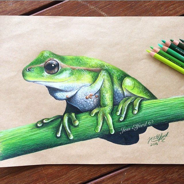 640x640 Realistic Green Tree Frog Drawing - Realistic Frog Drawing
