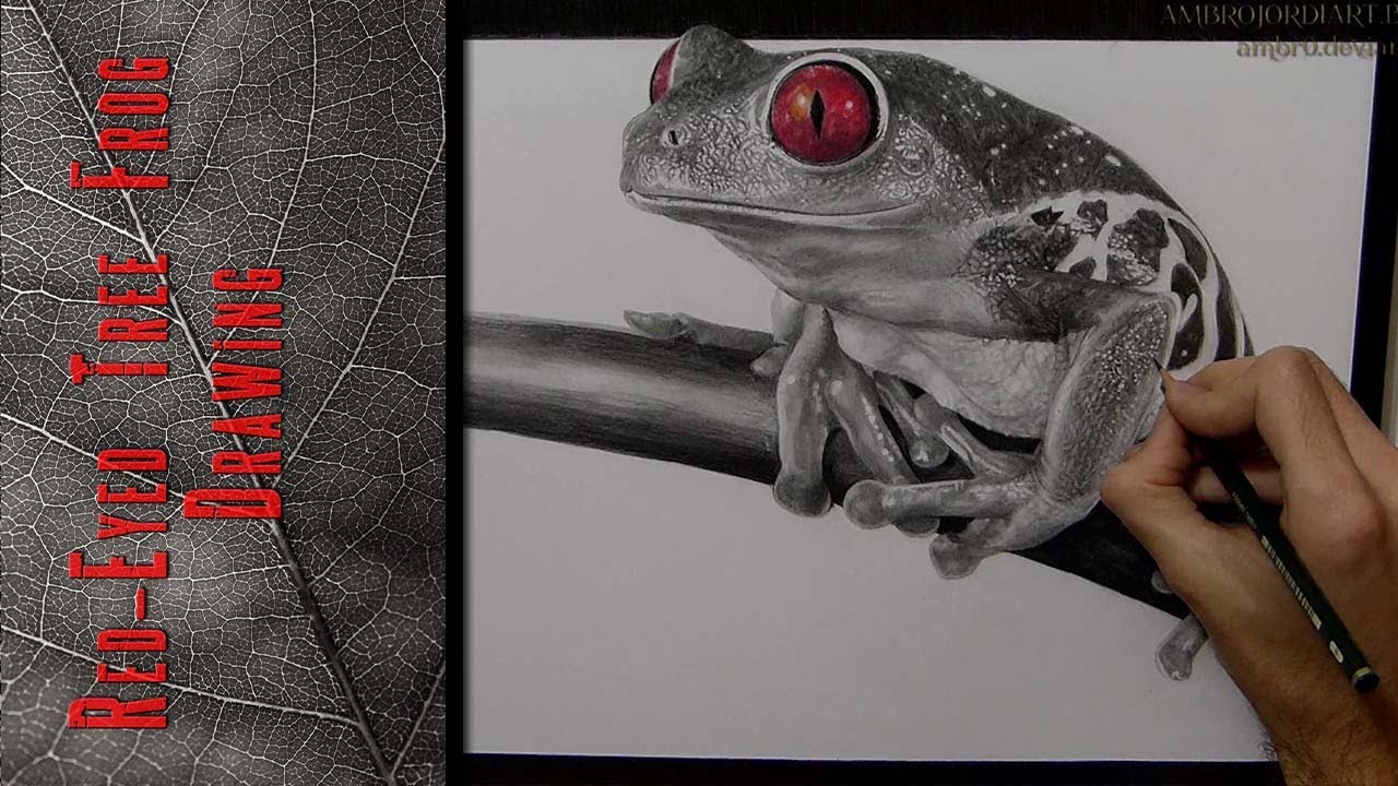 1280x720 Red Eyed Tree Frog Drawing Realistic - Realistic Frog Drawing