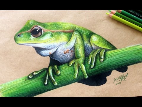 480x360 Speed Drawing Realistic Frog - Realistic Frog Drawing