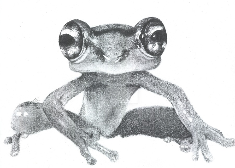 Realistic Frog Drawing at Explore collection of
