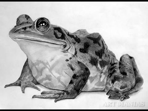 480x360 zuesday sketch how to draw a realistic frog yazzi draws - Realistic Frog Drawing