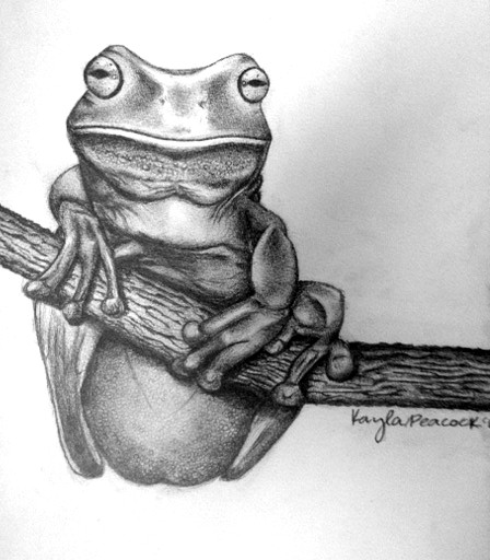 448x512 Frog Drawing Sketchbook - Realistic Frog Drawing