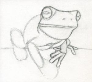 302x268 drawing printout how to draw a realistic frog, white lipped tree frog - Realistic Frog Drawing