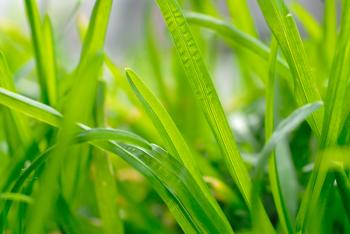 350x234 how to draw grass, step - Realistic Grass Drawing