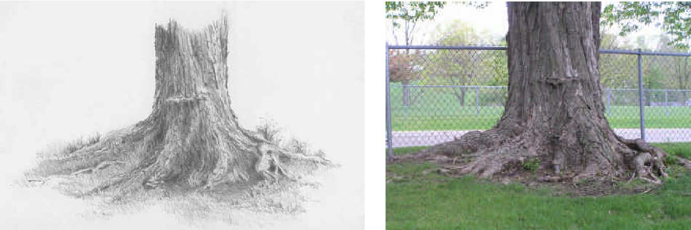 1389x464 How To Draw Trees With Pencil - Realistic Grass Drawing