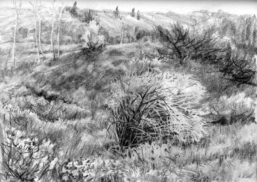 884x626 Grassland Drawing Realistic For Free Download - Realistic Grass Drawing