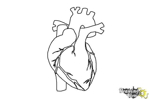 easy drawing human heart