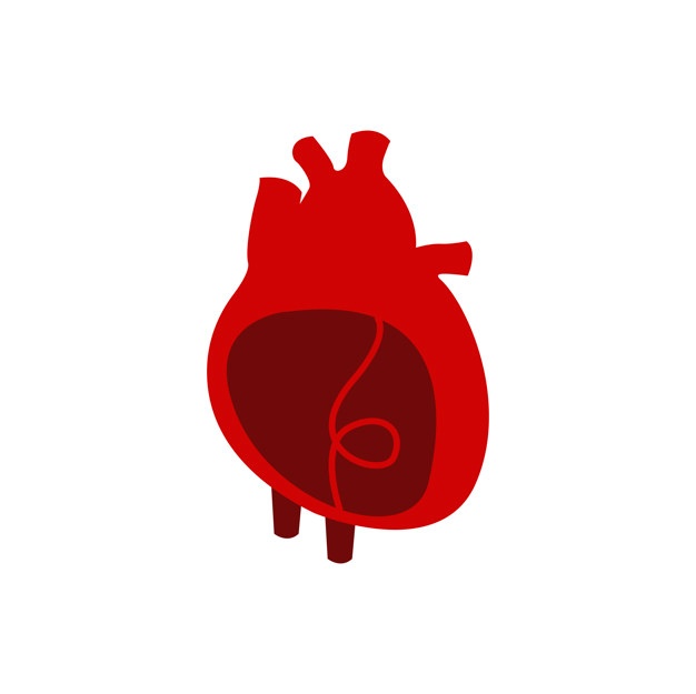 626x625 Human Heart Vectors, Photos And Free Download - Realistic Heart Drawing