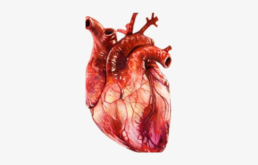 realistic heart drawing easy