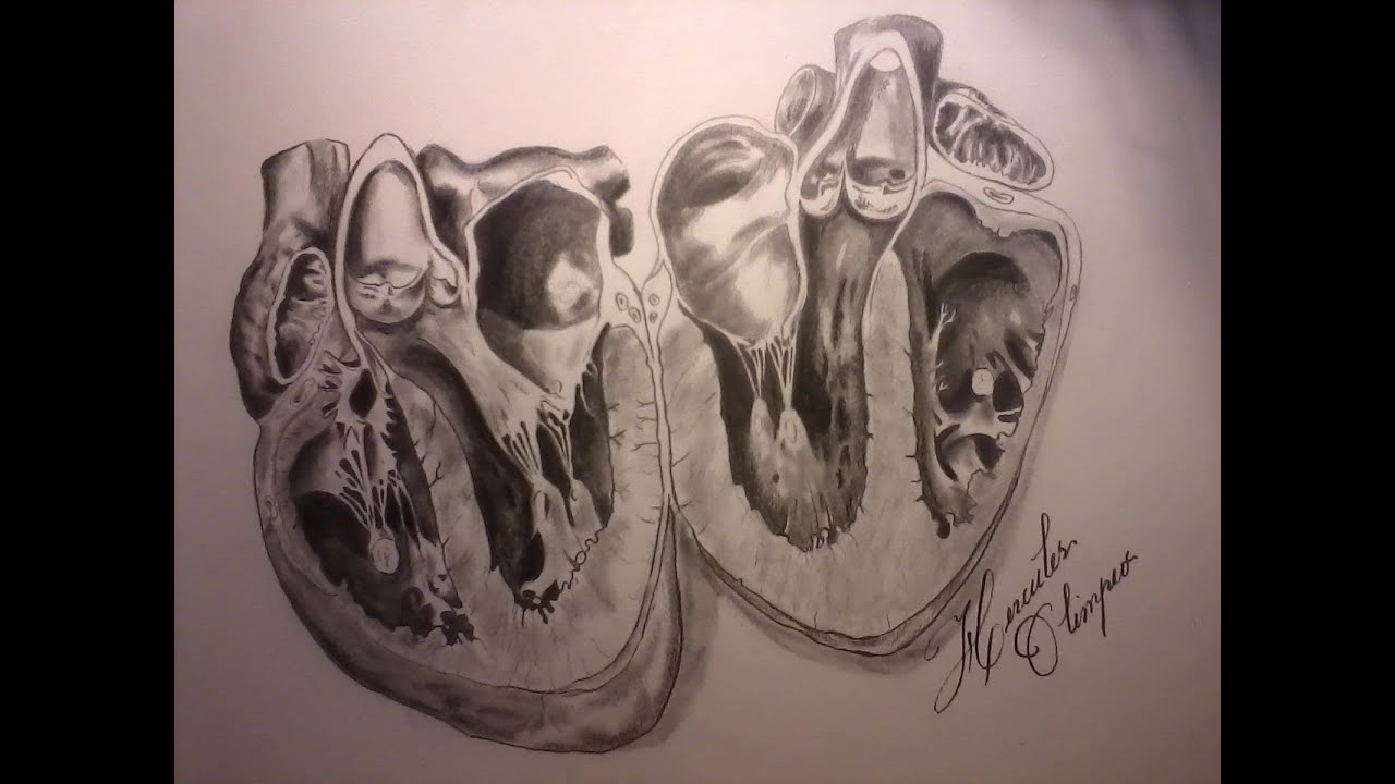1280x720 Drawing A Realistic Heart From Inside Of It! - Realistic Heart Drawing