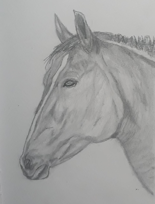 304x400 How To Draw A Realistic Horse Head Step - Realistic Horse Drawing
