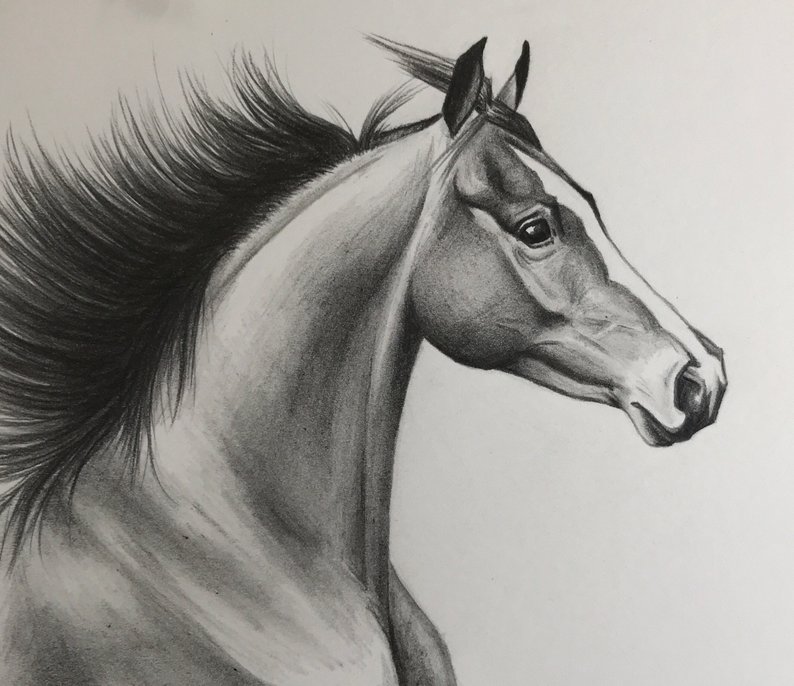794x686 original horse drawing realistic horse art graphite pencil etsy - Realistic Horse Drawing