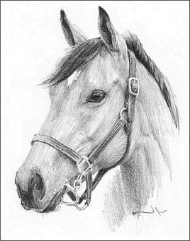 268x341 Pin On Pen And Ink - Realistic Horse Drawing