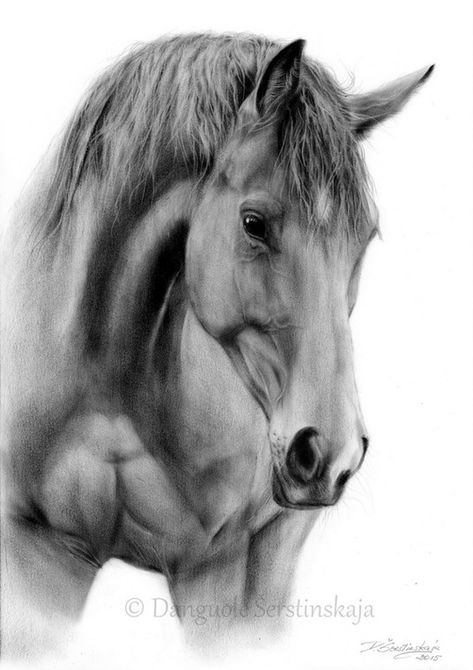 473x670 Realistic Horse Drawings Paintings - Realistic Horse Drawing